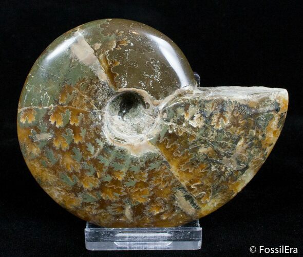 Beautiful Inch Polished Ammonite #3031